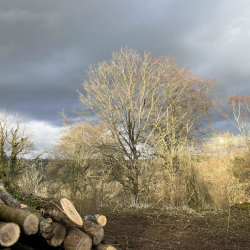 Woodland Management & Stewardship - October 2026