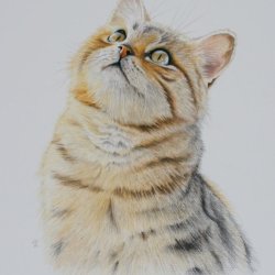 Cat Portrait with Coloured Pencil - Jonathan Newey