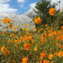 Flowers That Don't Cost the Earth!  How to grow and enjoy flowers sustainably