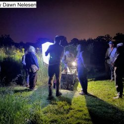 Pollinators after Dark