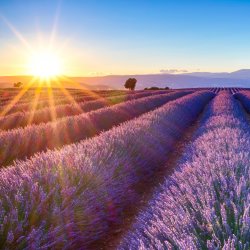 Sunset Breathwork in the Lavender Fields