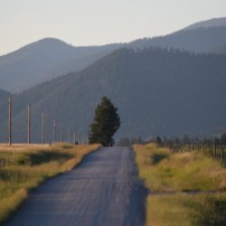 dirt road with pine tree and mountains in background