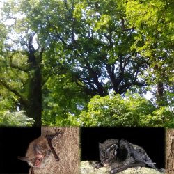 Bats and Woodland Management