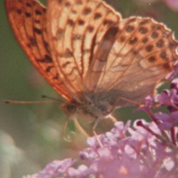 FILM: Super Nature