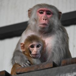 Monkey Madness Encounter