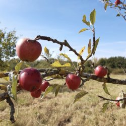 Apple Day: Orchard Walk at Thames Chase