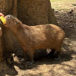 Capybara Encounter