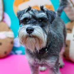 Schnauzer Cafe - Surrey