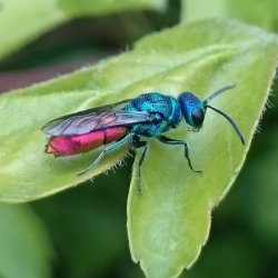 An Introduction to Cuckoo Wasps Webinar
