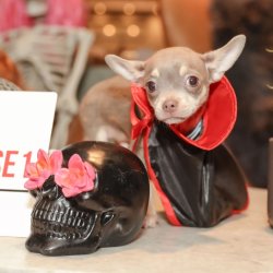 Chihuahua Cafe Halloween - London