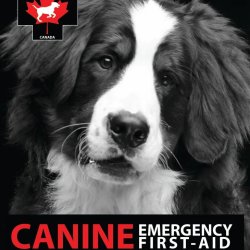 Dog CPR & Emergency First Aid - Hands-on