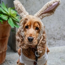 Cocker Spaniel Cafe Halloween - London