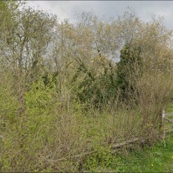 Hedgelaying on the Wirral Way