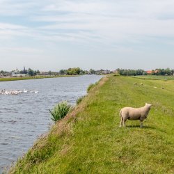 Waterschappen, wat komt er kijken bij schoon water?