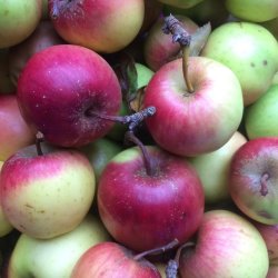 Apple Juice Workshop