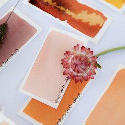 Colour Lab: A Year in the Field - A Seasonal Colour Workshop Series