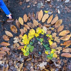 Leaf rainbow