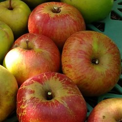 four attractive apples with striped skin