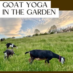 Goat Yoga in the Garden