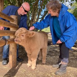 Highland Cow and Calf Experience