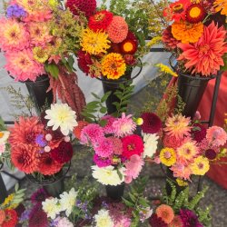 dahlias