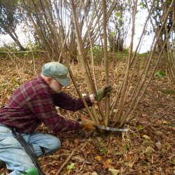 Completion of Coppicing at Lamperloons Coppice, Thornton Woods
