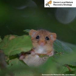 Devon Local Nature Recovery Strategy Ambassador Training - Online.