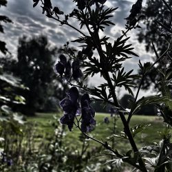 Plants of murder, medicine and magic - Buckinghamshire, Silverstone