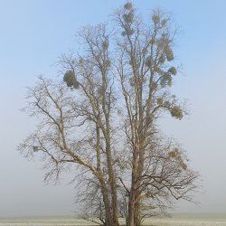 Winter Talk: The Curious Case of Mistletoe, with Dr Pallavi Singh