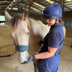 World Horse Welfare - The Journey from Intake to Re-homing