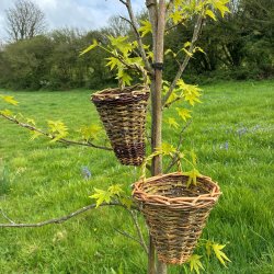 Weave a Willow Garlic Basket