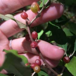 Autumn Olive, up close