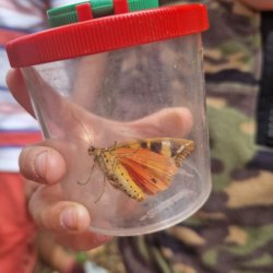Central Park Butterfly Walks - 3 dates!