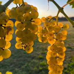 Beyond the Bottle Tour & Tasting