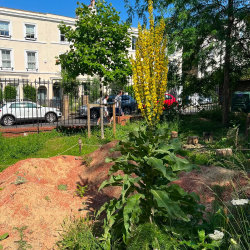 Wildflower Meadow, Rain Garden & Mosaic Habitat Creation Days @ ORTUS Mosaic Garden (ORTUS Centre, Camberwell SE5)