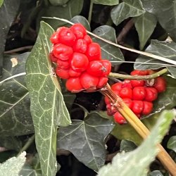An Introduction to the Ecology of Abney