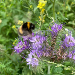 Wildflower Meadow, Rain Garden & Mosaic Habitat Creation Days @ ORTUS Mosaic Garden (ORTUS Centre, Camberwell SE5)