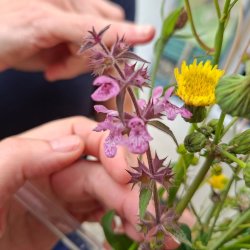Woodland & Wildflower Nature Walk