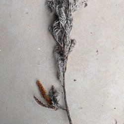Meditation Workshop: Liberating Feeling