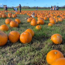 Bertie's Farm Pumpkin Festival 2026