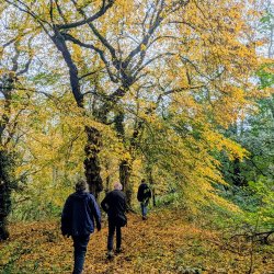 Walking Through woodham Walter woods onto Danbury common with trees in full autumn colour - credit @Chris Harvey
