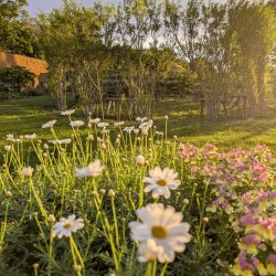 Walled garden willow circle