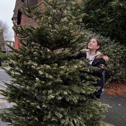 Christmas Tree Collection