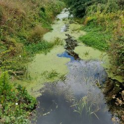 Aquatic Plants on the River Barrow, Graiguenamanagh, Co Kilkenny