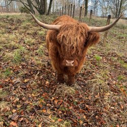 Farm Tour including a visit to the Highland Cows