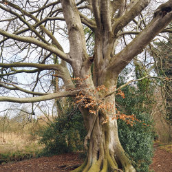 A Walk Through Deep Time: Four Ages of Wrongs Covert