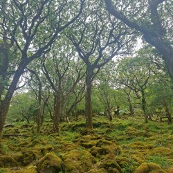 Primary School Woodland Day at Glenveagh National Park