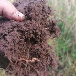 Sustainability and Soil Health
