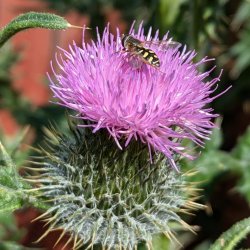 Winter Talk: Scottish Plant Names, with Greg Kenicer