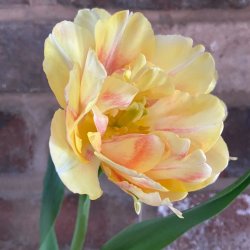 Speciality Bulb Masterclass with Greystone Flowers